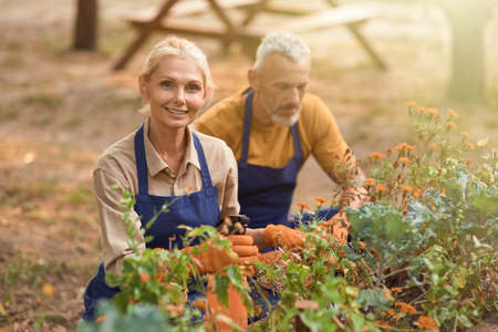Happy middle aged caucasian spouses working in gardenの写真素材