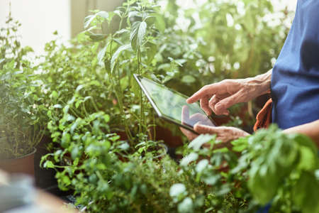 Digital tablet in hands surrounded by growing herbsの写真素材