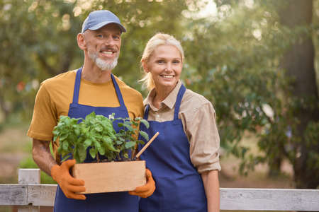 Middle aged caucasian business partners with box of herbsの写真素材