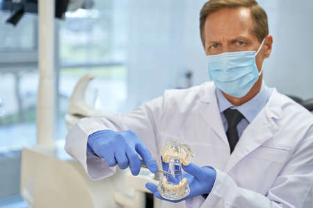 Professional dental doctor using pick while demonstrating teeth modelの写真素材
