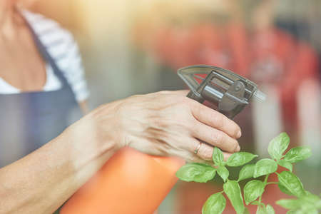 Woman hand using sprayer with water on herbsの写真素材