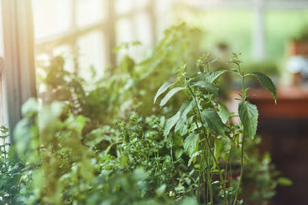 Fresh spicy herbs growing near windowの写真素材