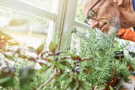 Middle aged caucasian businessman sniffing spicy rosemaryの写真素材