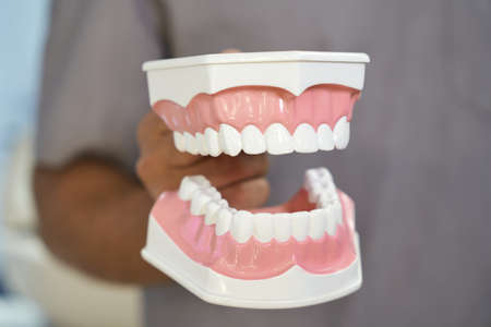 Dental model of human teeth being showed by doctorの写真素材