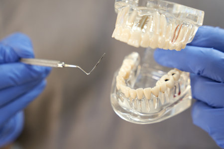 Certified dentist posing with replica of teeth and dental pickの写真素材