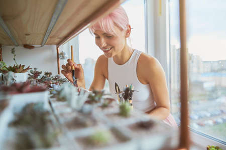 Smiling woman with pink hair takes care of succulent houseplants at homeの写真素材