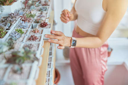 Graceful lady with smartwatch takes beautiful succulent from rack indoorsの写真素材