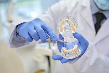 Dental specialsit touching model of teeth with pickの写真素材