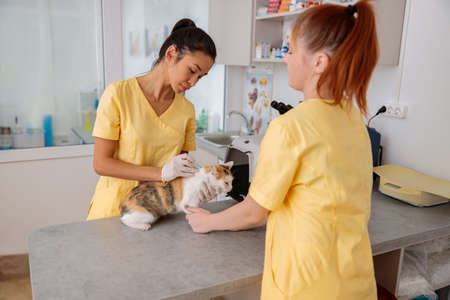 Woman vet giving injection to cat in animal hospitalの写真素材