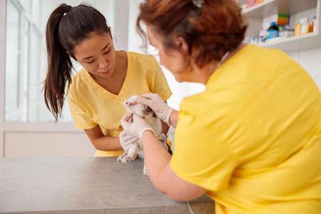 Female veterinarian examining cat in doctor officeの写真素材