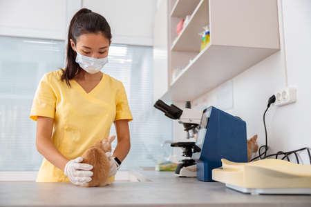 Photo of baby cat examining in vet clinicの写真素材