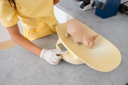 Veterinary doctor checking up pet in vet hospital