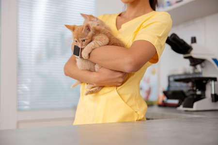 Photo of little cats in doctor hands in vet clinicの写真素材