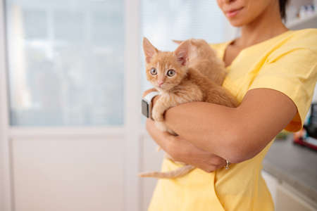 Woman vet cares of lovely kittens in doctor officeの写真素材