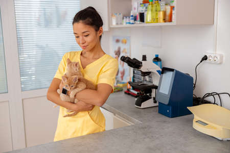 Female veterinary holds healthy kittens in clinicの写真素材