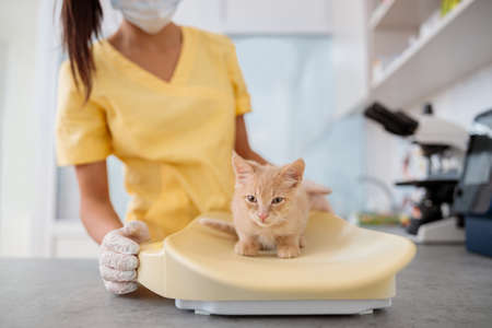 Photo of routine examination of small cat at doctor officeの写真素材