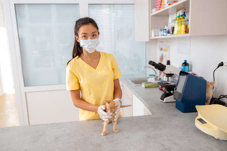 Female vet examining kitten in doctor office