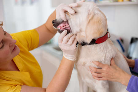 Woman veterinarian checking dog in animal hospitalの写真素材