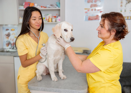 Veterinary with stethoscope listens dog in doctor officeの写真素材