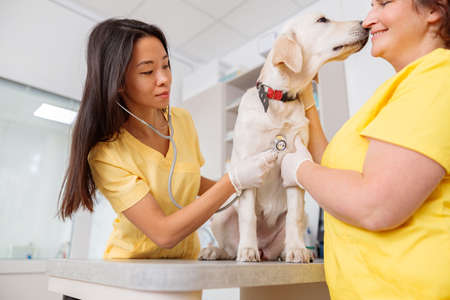 Female veterinarian checking breath of dog in veterinary clinic