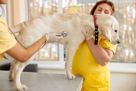 Vet examining big dog with stethoscope in veterinary clinic
