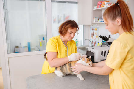 Woman veterinarian vaccinating cat at doctor officeの写真素材