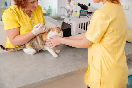 Photo of cat vaccination at vet clinicの写真素材
