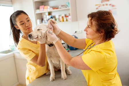 Women veterinary workers cares of dog in clinicの写真素材