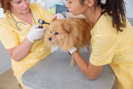Woman veterinarian inspecting ears of dog in clinicの写真素材