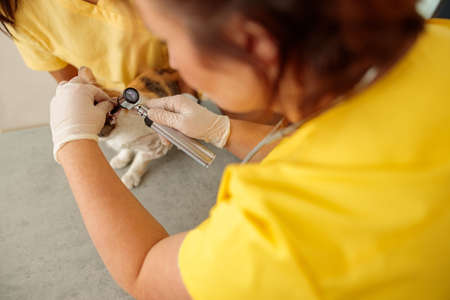 Veterinary doctor checking up pet in vet hospitalの写真素材