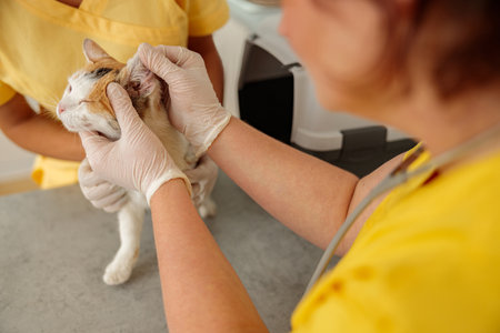Photo of domestic cat vet examining in clinicの写真素材
