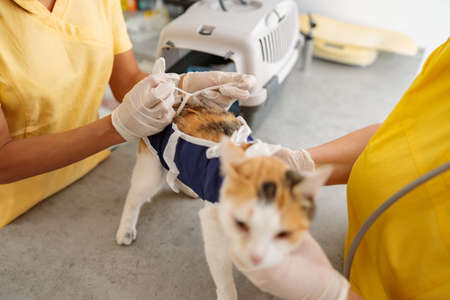 Female vet conducting medical exam of cat in doctor officeの写真素材