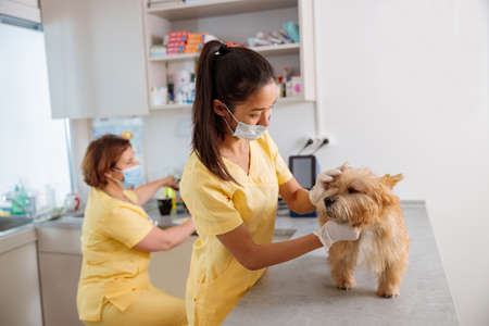 Photo of dog vet examining in clinic