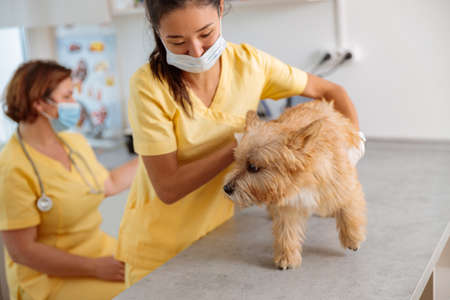 Young female veterinarian taking care of dog in clinicの写真素材