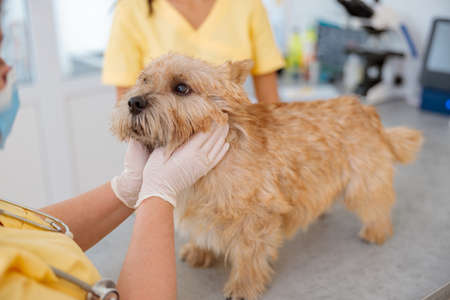 Vet examining pet dog on table in vet clinicの写真素材