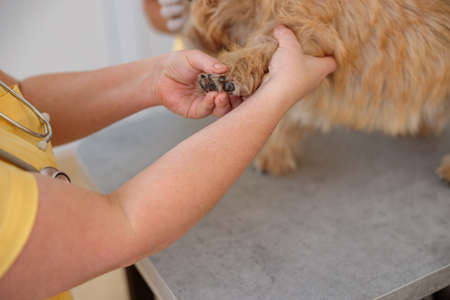 Woman veterinarian inspecting paws of dog in clinicの写真素材