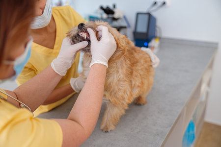 Veterinarian doctor making checkup of cute dog in clinicの写真素材