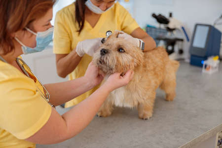 Photo of routine examination of dog at doctor officeの写真素材