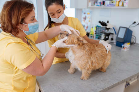 Veterinary doctor checking up pet in vet hospitalの写真素材