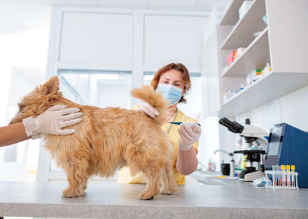 Photo of routine examination of dog at doctor officeの写真素材