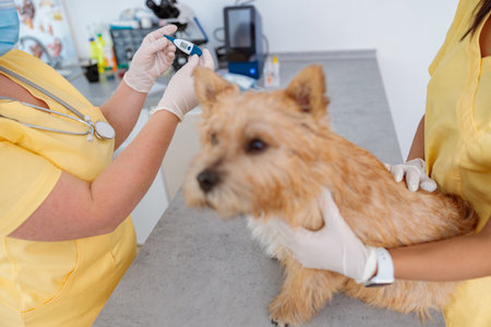 Photo of measurement body temperature of animal in clinicの写真素材