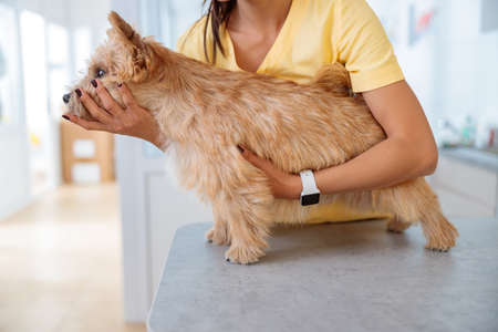 Cute dog during examination by veterinarian in clinicの写真素材