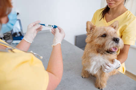 Woman veterinarian checking on cute dog at her officeの写真素材