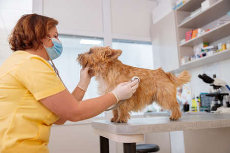 Female vet examining small dog in doctor officeの写真素材