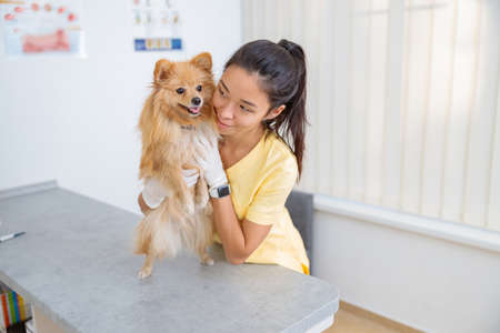 Young female veterinarian taking care of dog in clinicの写真素材