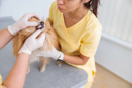 Female vet examining cute pet on table in doctor officeの写真素材