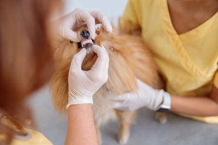 Female veterinarian inspecting teeth of dog in clinicの写真素材