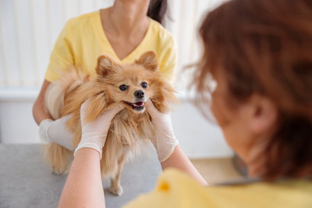 Woman veterinarian inspecting dog in animal hospitalの写真素材