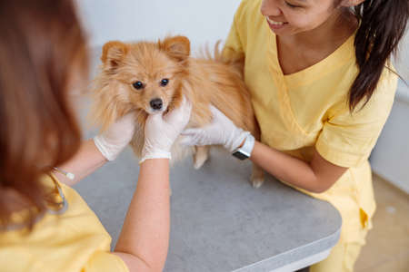 Veterinary doctor checking up pet in vet hospitalの写真素材