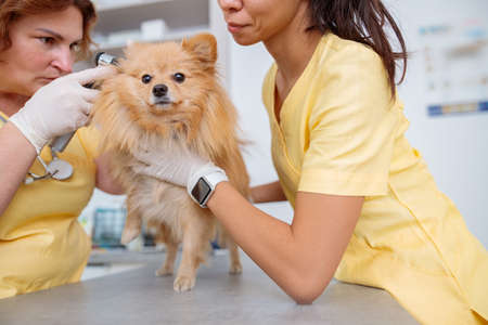Women veterinary workers cares of dog in clinicの写真素材